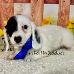 Boy two - Black and cream male Dachshund puppy in Lakeland, Florida from Ruthie’s Rich Mini Dachshunds