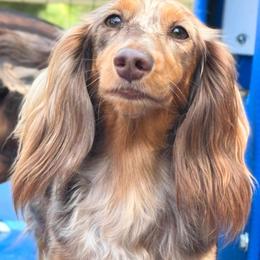 Shelby - Dachshund
