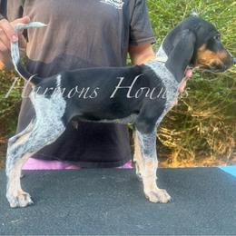 Hank - Blue ticked and tan male Bluetick Coonhound puppy in Mount Pleasant, Texas from Harmons Hounds