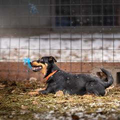 Lancashire Heelers from STORMR Lancashire Heelers