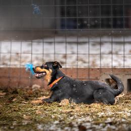 Lancashire Heelers from STORMR Lancashire Heelers