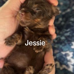 Jessie - Chocolate and tan female Dachshund puppy in Guthrie, Oklahoma from Kingdom Mini Dashchunds
