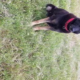 Onyx - German Shepherd