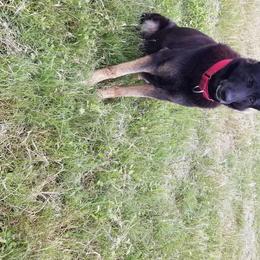Onyx - German Shepherd