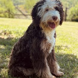 Nash - Bernedoodle