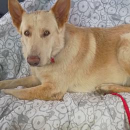 Ross - White male German Shepherd puppy in Cochise, Arizona from Freiheit Von Himmel  Shepherds