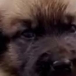 Cairn Terriers from Quiet Waters