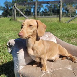 Dynasty - Dachshund