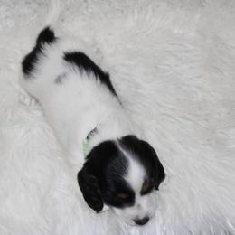 Piebald boy 1 - Piebald male Dachshund puppy in Lily, Kentucky from Little Acres Miniature Dachshunds