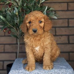 Sam - Red  male Goldendoodle puppy in Apopka, Florida from Rae Precious Puppies