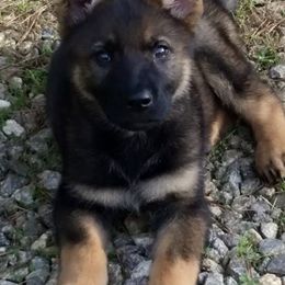 German Shepherds from LaVere Shepherds