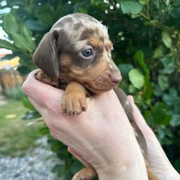 Petrie,(aka Hank) - Dapple male Dachshund puppy in Thornton, Colorado from Donna’s Dachshunds