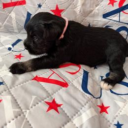 Pink Collar - Black female Miniature Schnauzer puppy in Griggsville, Illinois from Stephenson’s Mini Schnauzer’s