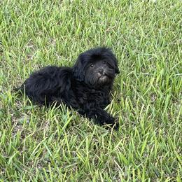 Diesel (reduced) - Black male Shihpoo puppy in El Campo, Texas from Billy's Puppies