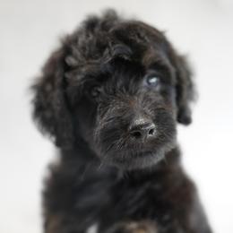 Aussiedoodle and Bernedoodle Puppies from VESBACH DOODLE VALLEY FARMS