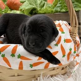Orange - Black male Labrador Retriever puppy in Heath Springs, South Carolina from Rich Hill Retrievers