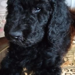 Poodle Puppies from Hickory Hills Poodles