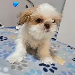 Liver and White Boy 2 - Liver and white male Shih Tzu puppy in Tenino, Washington from Dolled Up Pup