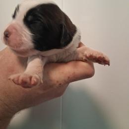 Cornbread - Brown and white male Saint Bernard puppy in Kinsman, Ohio from Coleman Saint Bernards of Ohio