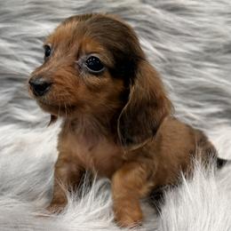 Rowan - Dapple female Dachshund puppy in Cabool, Missouri from Dachshund's of Country Magic Farms in Missouri