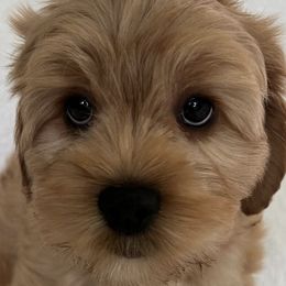 Australian Labradoodles from Southside Labradoodles