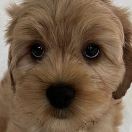 Australian Labradoodles from Southside Labradoodles