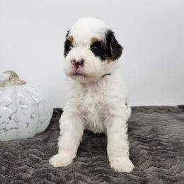 Bluey - Tri-color female Bernedoodle puppy in Granton, Wisconsin from Rose River Farms