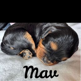 Cavapoo All Grown Up from Carolina Canines