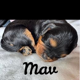 Cavapoo All Grown Up from Carolina Canines