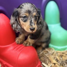 Girl 1 - Dapple female Dachshund puppy in Chicago, Illinois from RGZ Doxies