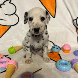 Butterscotch- Gray- LUA - White and black male Dalmatian puppy in Claremore, Oklahoma from Lotsofdots Dalmatians