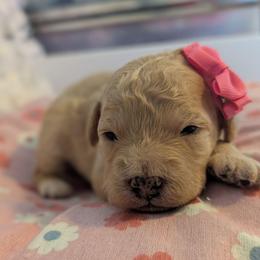 Sansa - Cream female Goldendoodle puppy in Rockledge, Florida from Bellady's Shihpoos