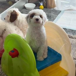 Blue - Parti male Goldendoodle puppy in Miami, Florida from GoldStar Doodles USA