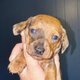 Dachshund Puppies from Dachshund heaven