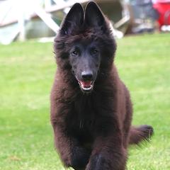 Belgian Sheepdog Puppies from Renee's Belgian Sheepdogs