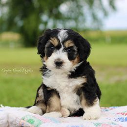 Andy - Tri-color male Bernedoodle puppy in Lowry City, Missouri from Cooper Creek Puppies