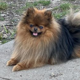 Rambo - Pomeranian