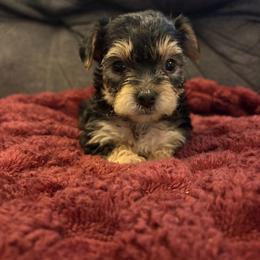 Biscuit - Black and tan female Yorkipoo puppy in San Antonio, Texas from Sweet as dessert puppies