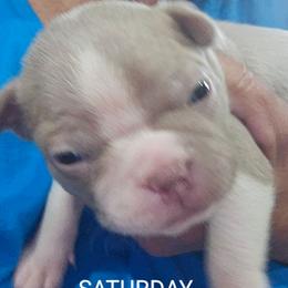 Boy 3  (6th born) - Blue male Boston Terrier puppy in Versailles, Indiana from Benhams Bostons