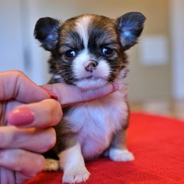 Sable an white - Black sabled fawn female Chihuahua puppy in Marcy, New York from Dralion Chihuahuas