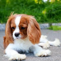 Cavalier King Charles Spaniel puppies from Constantin Pups
