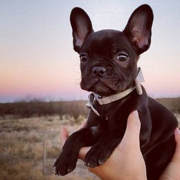 French Bulldogs from V&B Frenchies