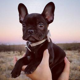 French Bulldogs from V&B Frenchies