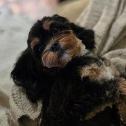 Cavapoo puppies from Moongate Cavaliers