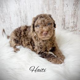 Haiti - Merle male Goldendoodle puppy in from Pink Poodles and Doodles