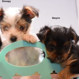 Girl 1 - female Yorkshire Terrier puppy in Hayward, California from NorCal Terrier Kennel