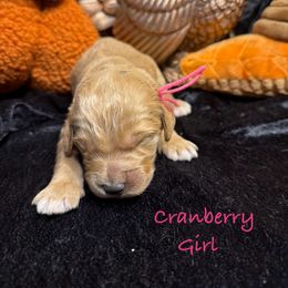 Cranberry - Red  female Goldendoodle puppy in Rockville, Minnesota from Bracha Poodles & Doodles