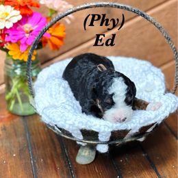 Brown boy - Tri-color male Bernedoodle puppy in Waukesha, Wisconsin from Bernedoodle Boutique (and Cavapoos)