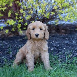 Binney - Red female Australian Labradoodle puppy in Williamstown, New York from Lewis Manor Labradoodles