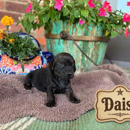 Dachshund Puppies from Rodeo Doxies